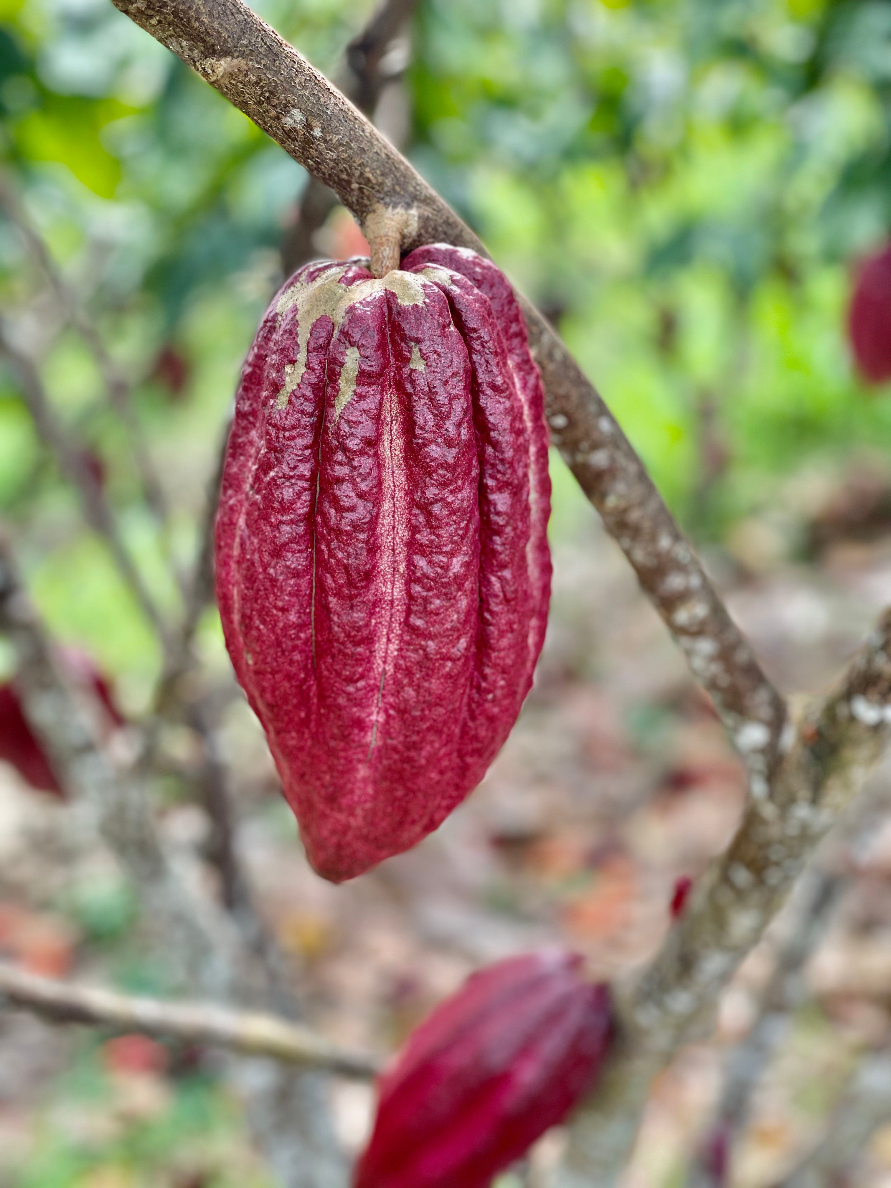 cacao ceremonial 100% puro Cor de Cacao, envío en España y Europa