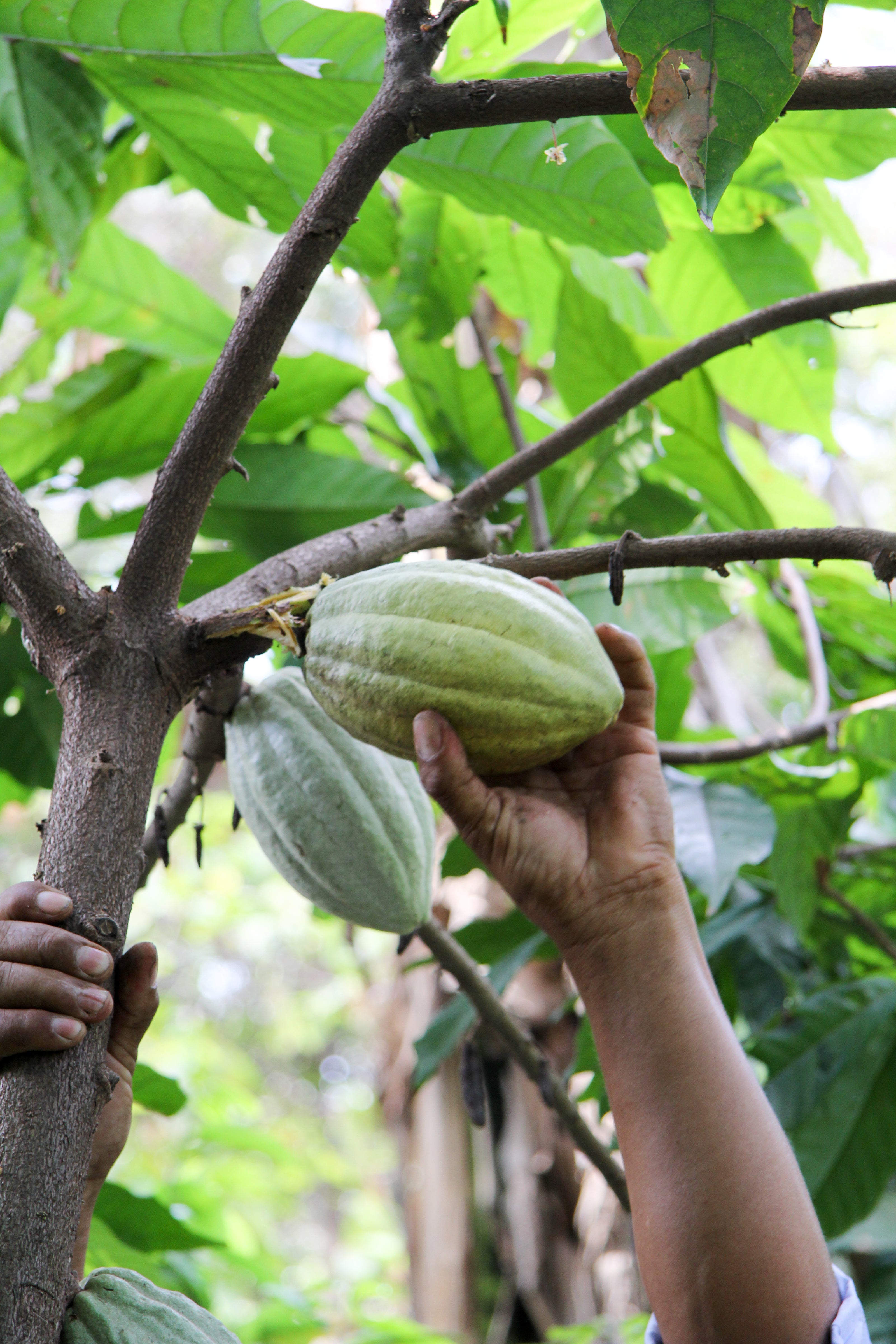 cacao ceremonial 100% puro Cor de Cacao, envío en España y Europa